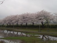 2014桜1.jpg