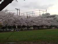 2014桜4.jpg